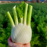 Fenouil : un légume à apprivoiser