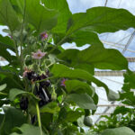 Aubergine : Kultive affiche ses ambitions