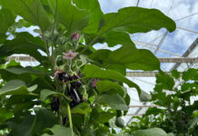Aubergine : Kultive affiche ses ambitions
