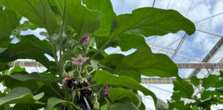 Aubergine : Kultive affiche ses ambitions