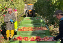 Les technologies d’application au cœur de la 14ᵉ édition d’Interpoma verger de pommes