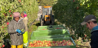 Les technologies d’application au cœur de la 14ᵉ édition d’Interpoma verger de pommes