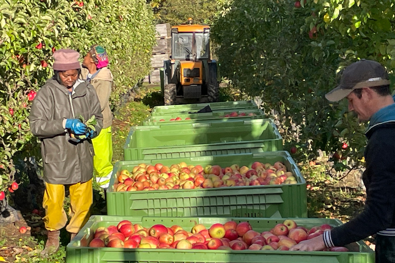 verger de pommes