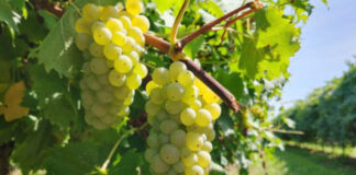 Regina di Puglia : défis et opportunités pour le raisin de table IGP