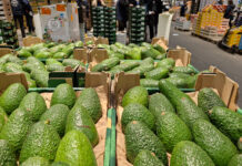 Avocat : la clé de la réussite