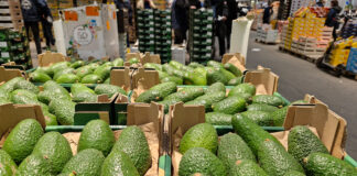 Avocat : la clé de la réussite