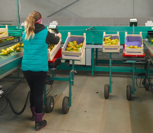 La filière poire commence à récolter les fruits de son renouveau poires en station