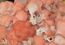 Des pleurotes roses pour Octobre rose