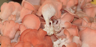 Des pleurotes roses pour Octobre rose